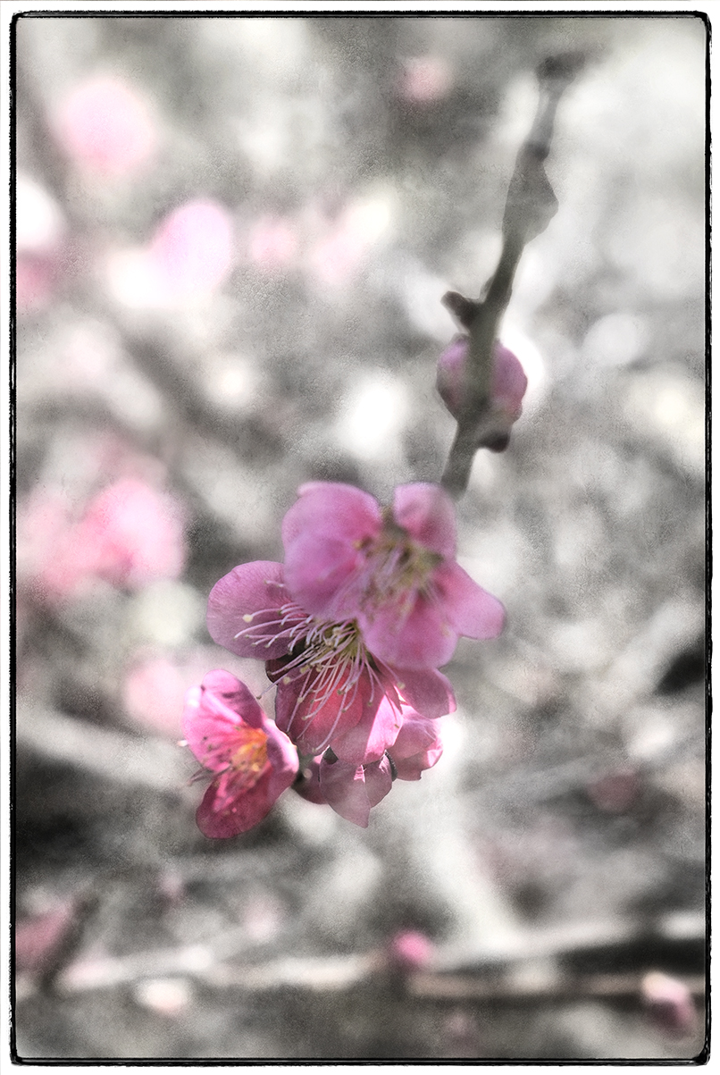 2026_3_1_T5X4721北野天満宮